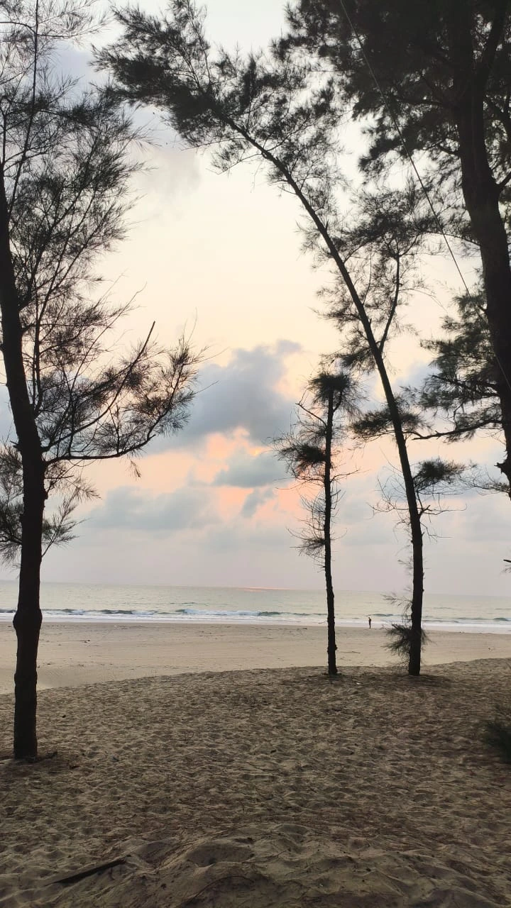 Beach trees